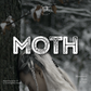 Moth